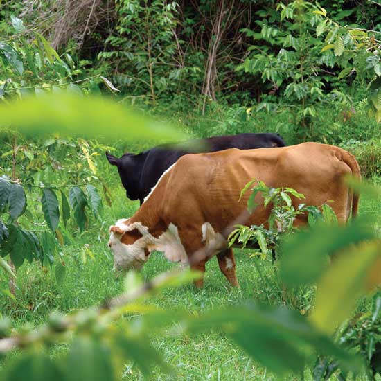 The entire farm benefits from a few cows transforming pasture into nutrient-packed milk.